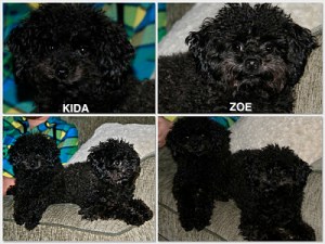 dkfjlsdkjfpewosfsdlkf_sdlkf